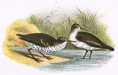 Common Sandpiper and Spotted Sandpiper by English School